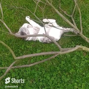 Filemon climbs a tree even when the tree is lying down ​