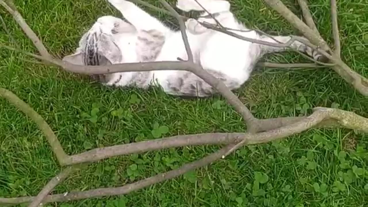 Filemon climbs a tree even when the tree is lying down 