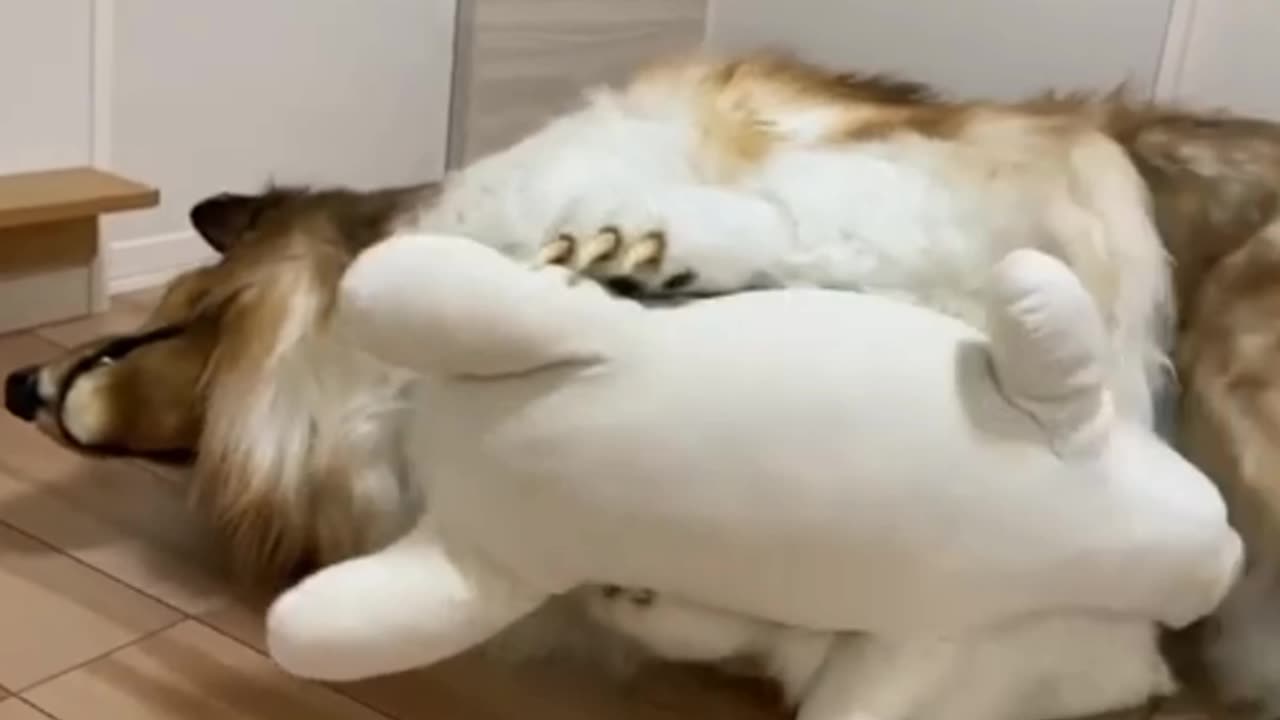 Men convert into dog