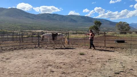 How to: ground-drive your horse