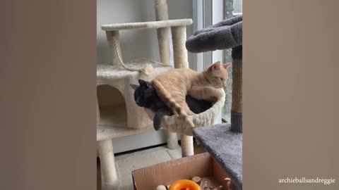 Funny cats