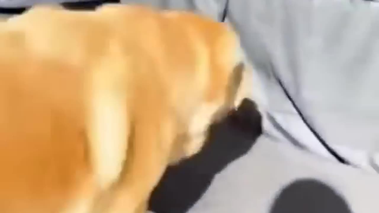 Animal funny moment