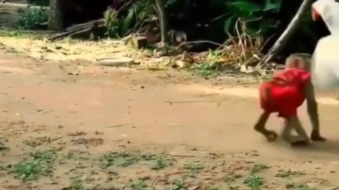 Cute cat