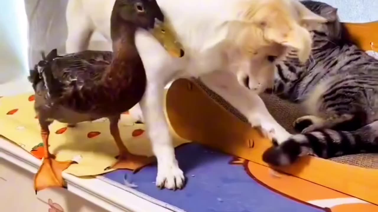 Cat vs Dog Vs Duck