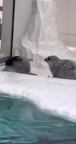 Jake Paul Vs Mike Tyson fight 🤣