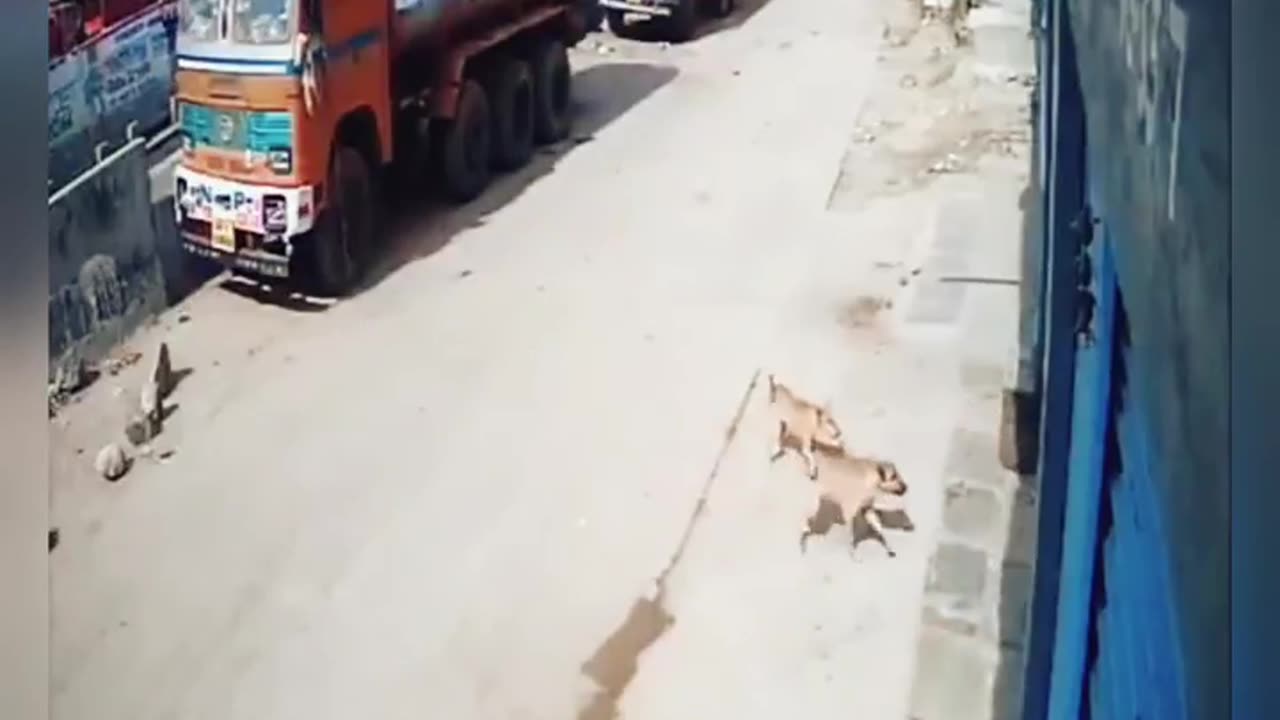 Dog vs tiger 🐅/Tiger attacked on truck driver and dogs save him 🙀OMG