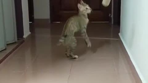 Funny Cat