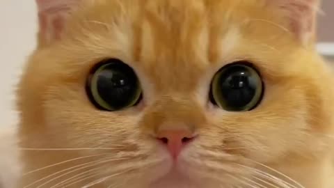 What a beautiful eyes - funny cats and dogs videos