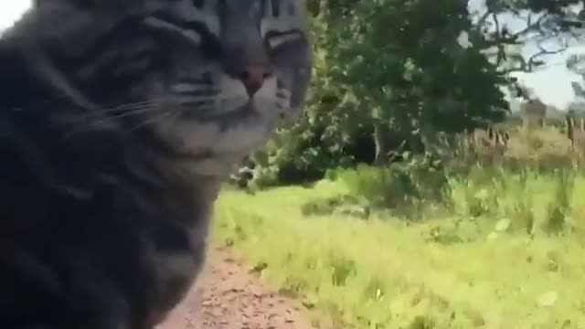 Take a ride with the cat