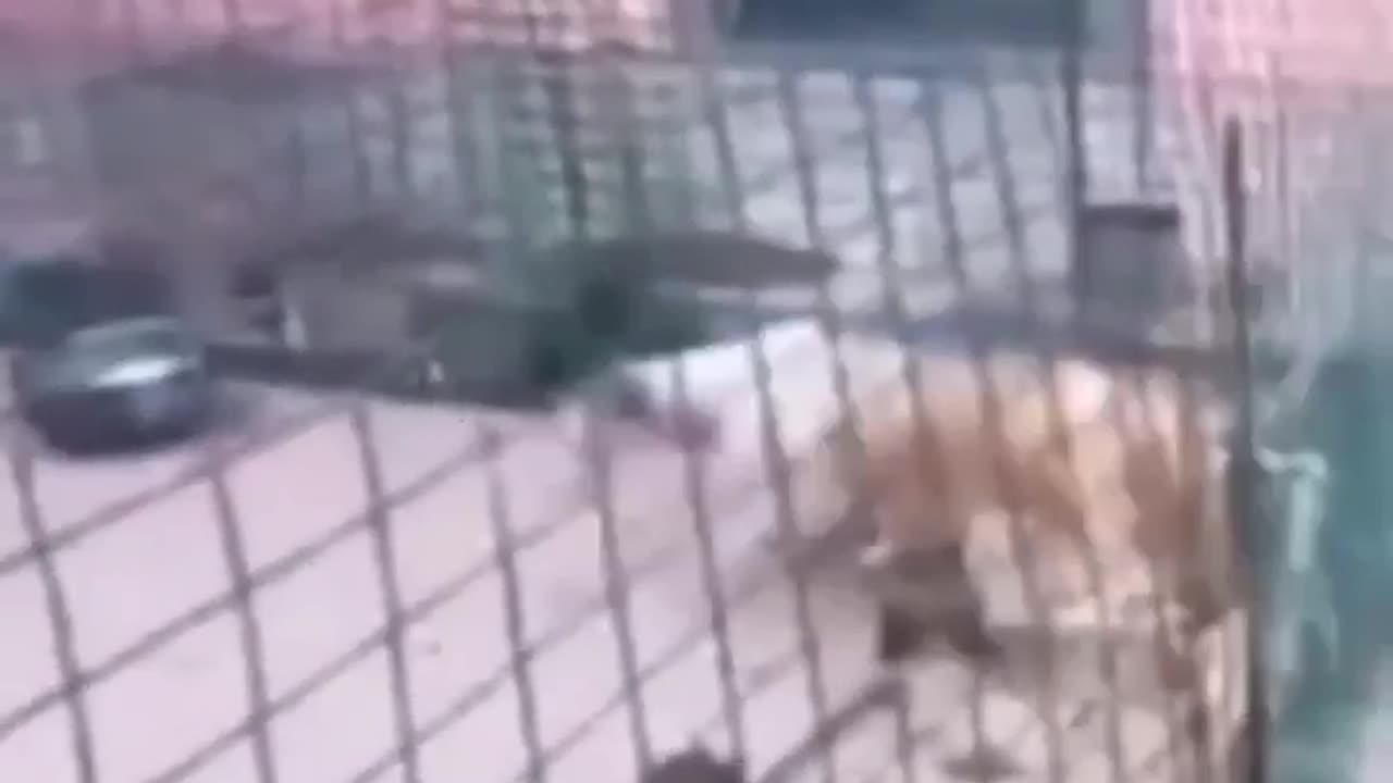 Funny animals