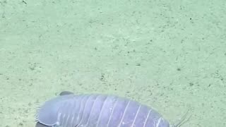 Giant Deep Sea Isopods