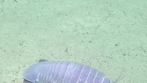 Giant Deep Sea Isopods