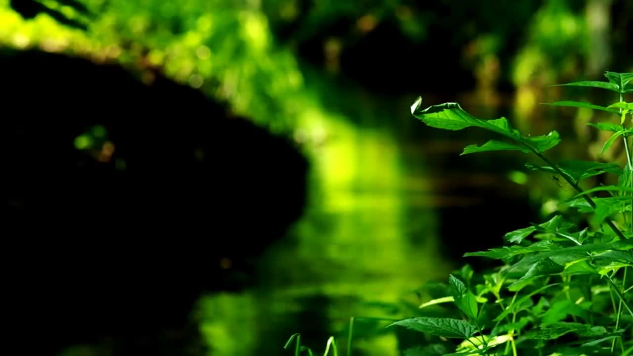 Relaxing Nature Sounds - Short Video Clips of Nature