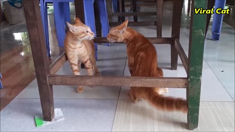 cat brothers fight