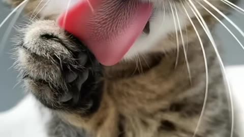 Funny short