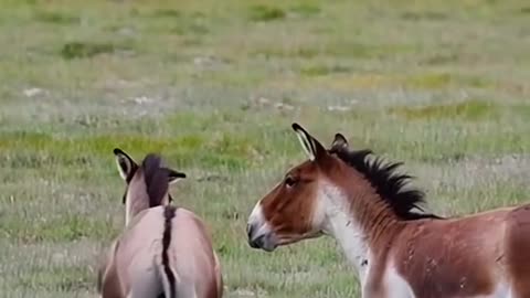 Tibetan antelope