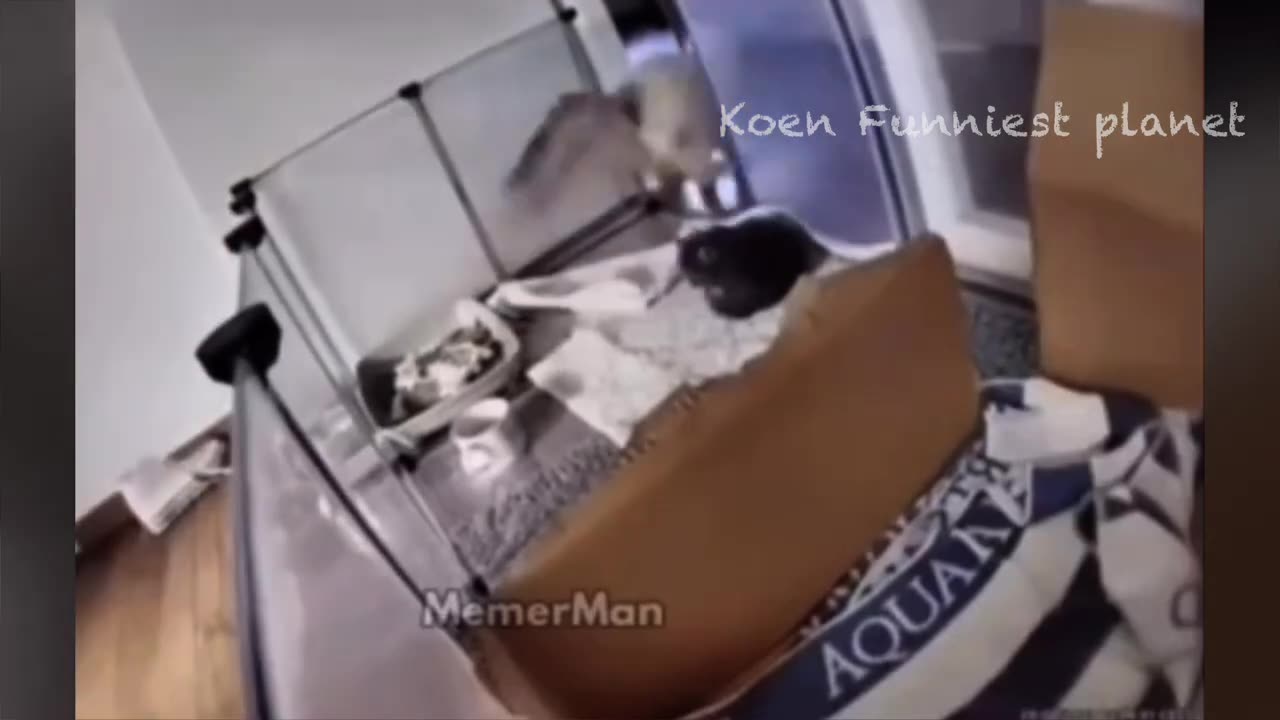 Funny video 🙏
