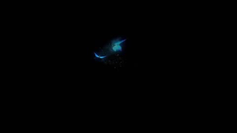 10 Hours Deep Sleep Music, Black Screen Butterfly, Relax and Sleep