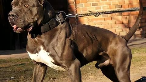 Amiging facts pittbull dog