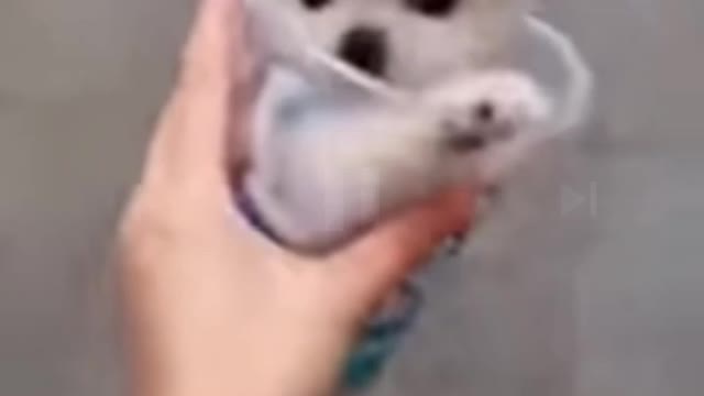 Cut cats fun