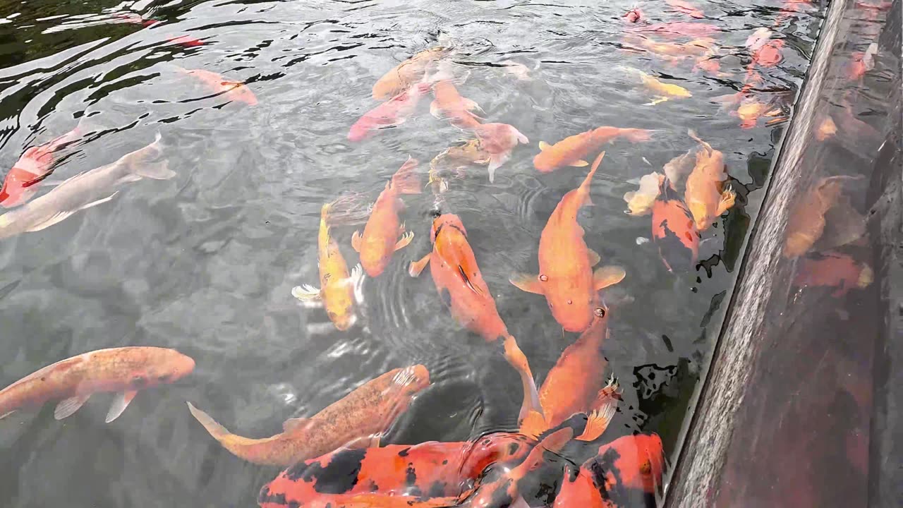 Koi Pond