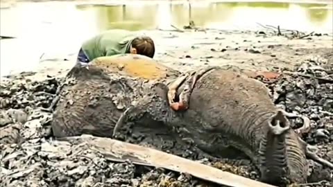 Team of sigmas save an elephant