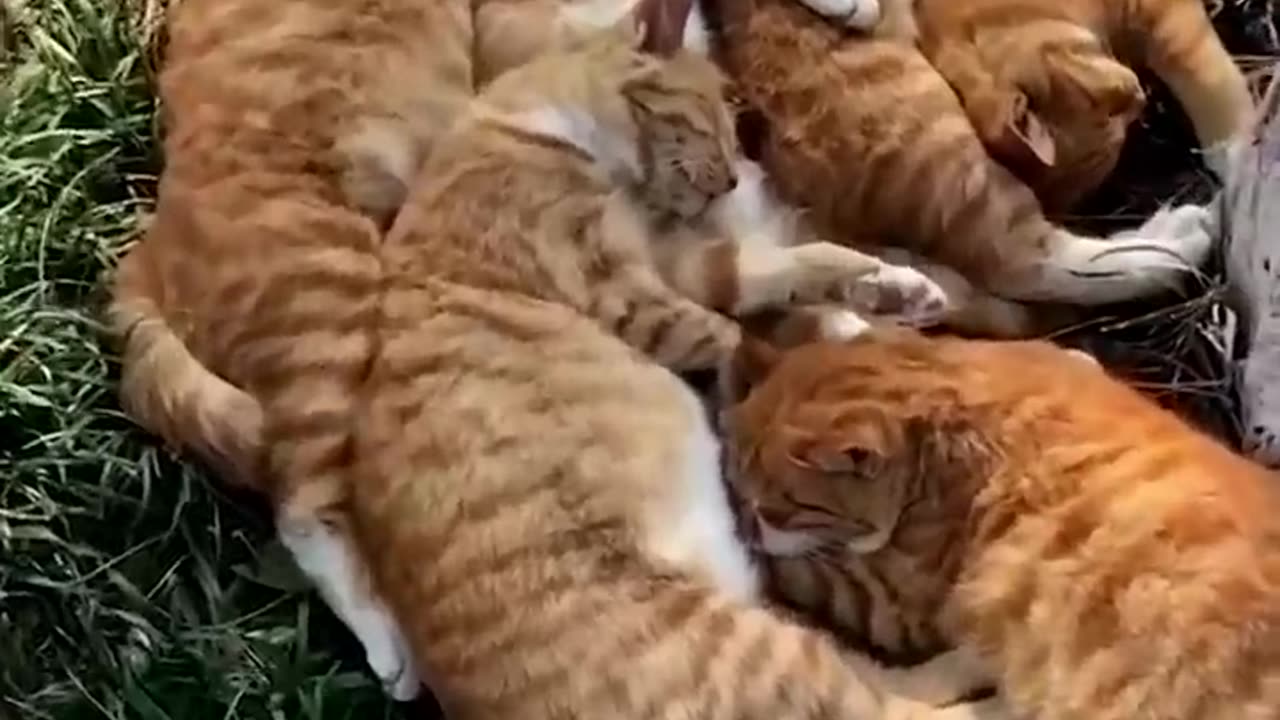 Typical behavior of orange cats