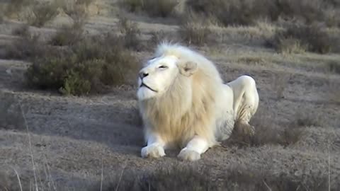 White Lion Roar