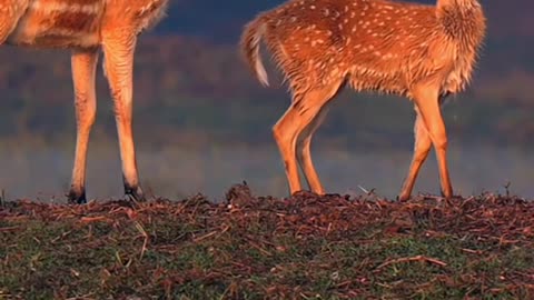 Mother and son explore nature