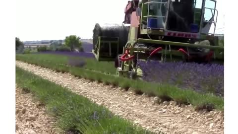 Fantastic Lavender Farming and Harvesting - Lavender Agriculture Technology