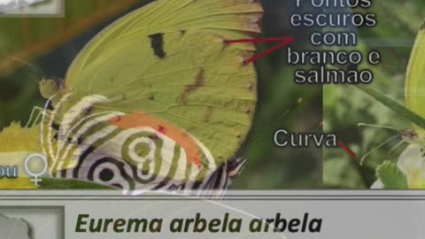 Como reconhecer a borboleta-canarinho?