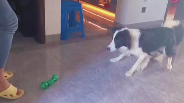 Dog Don’t try to confuse me😏😏#dog #dogsoftiktok