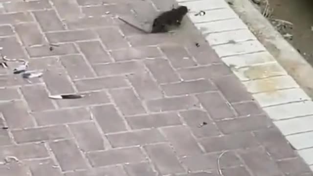 #funny #rats #relax #interesting #omg #viral