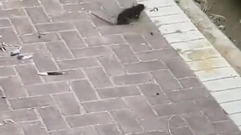 #funny #rats #relax #interesting #omg #viral