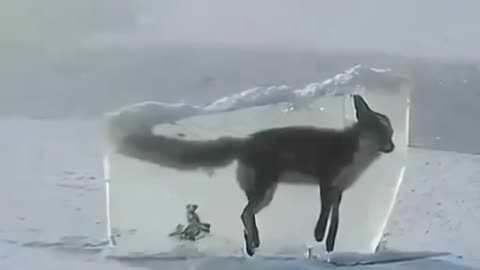 A iced fox