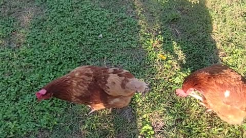 Sunday morning checking on the garden 6.11.23