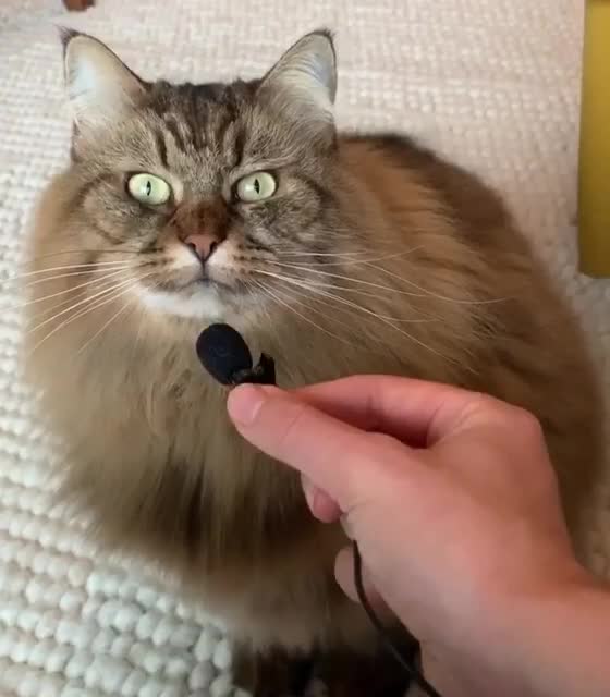 He complains about the lack of food .🐱🐈