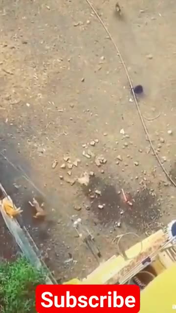 Funny Animals Videos