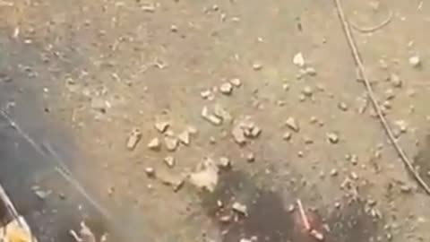 Funny Animals Videos