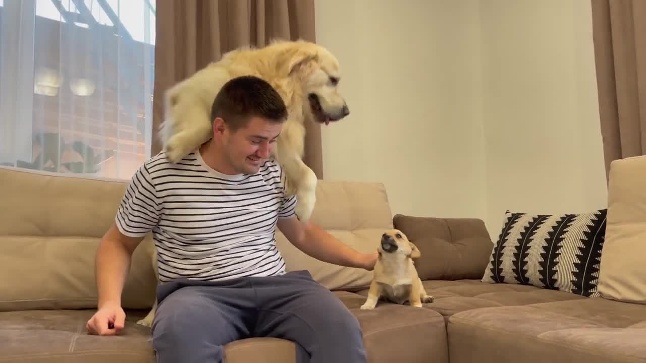 What does a Golden Retriever do when i hug another puppy [Jealous Dog Reaction]