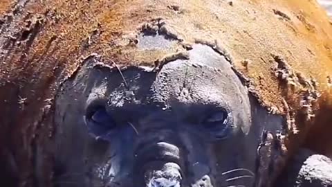 The seal