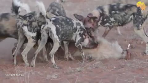 Wild dogs digging out PUMBA from his hole