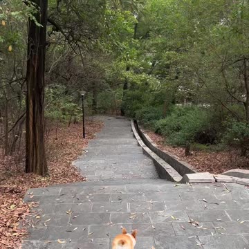 This dog is a professional skier