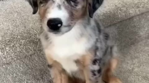The puppy is so cute🥰