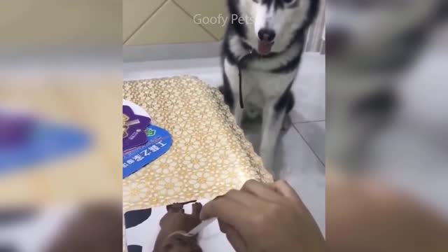 Cat Reaction to Cutting Cake - Funny Dog Cake Reaction Compilation