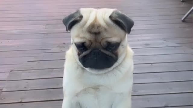 The pug marve demanding to be let inside😅