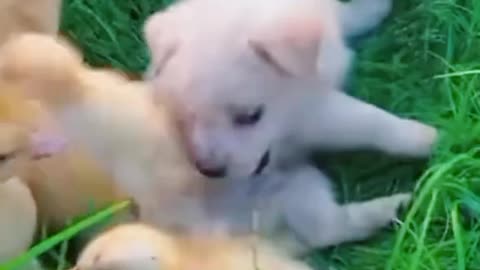 Cute dog