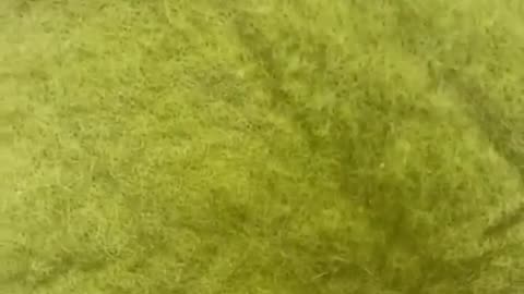 funny Cat