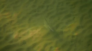 fishy, bottom feeders ns