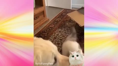 Funny Pets